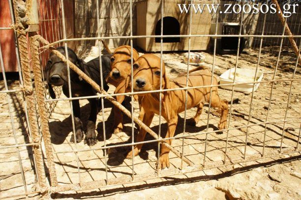 Παράνομο εκτροφείο κυνηγόσκυλων στα Τσουκαλιά της Πάρου (βίντεο)